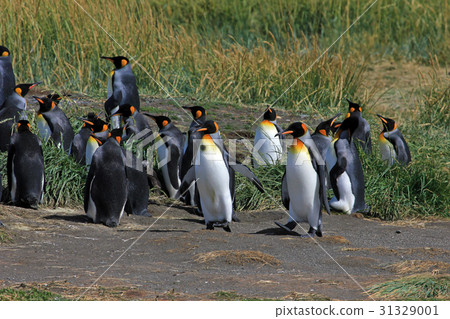 King penguins living wild at Parque Pinguino Rey 31329001