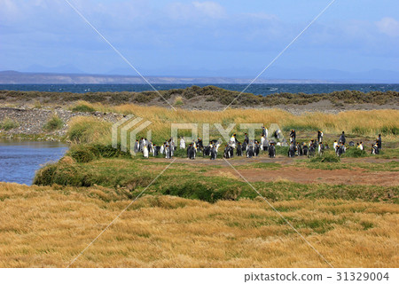 King penguins living wild at Parque Pinguino Rey 31329004