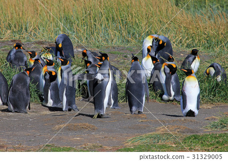 King penguins living wild at Parque Pinguino Rey 31329005