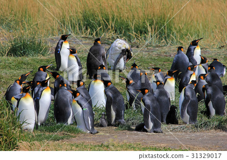 King penguins living wild at Parque Pinguino Rey 31329017