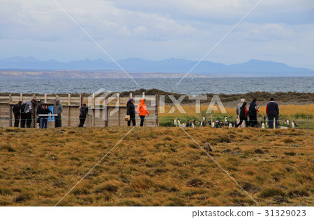 People watching the King penguins living wild at 31329023
