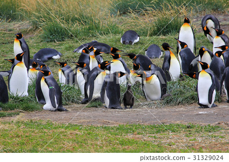 King penguins living wild at Parque Pinguino Rey King penguins living wild at Parque Pinguino Rey 31329024