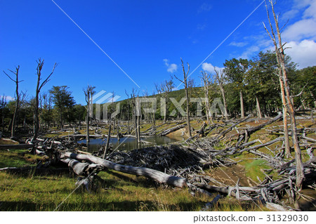 Beaver dam, Tierra Del Fuego, Chile 31329030