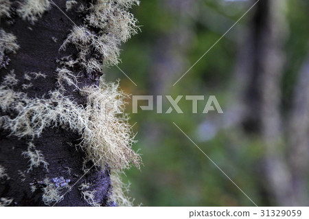 Lenga beech tree forest, Nothofagus Pumilio 31329059