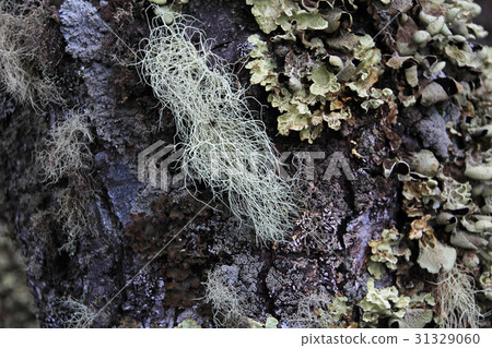 Lenga beech tree forest, Nothofagus Pumilio 31329060