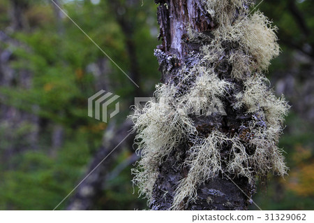 Lenga beech tree forest, Nothofagus Pumilio Lenga beech tree forest, Nothofagus Pumilio 31329062