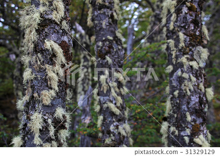 Lenga beech tree forest, Nothofagus Pumilio 31329129