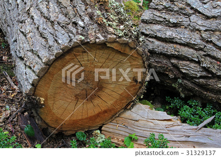 Tree trunk in lenga beech tree forest, Nothofagus 31329137