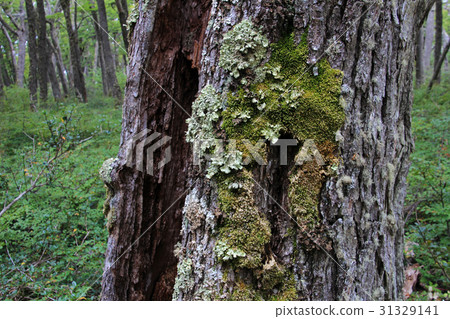 Lenga beech tree forest, Nothofagus Pumilio 31329141