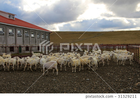 Sheared sheeps at an estancia near Rio Grande 31329211
