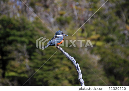 Beautiful Ringed Kingfisher, megaceryle torquata 31329220