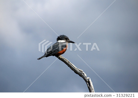 Beautiful Ringed Kingfisher, megaceryle torquata Beautiful Ringed Kingfisher, megaceryle torquata 31329221