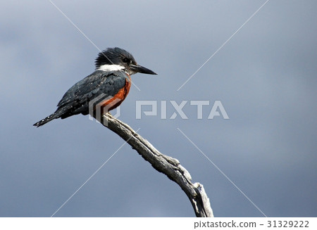 Beautiful Ringed Kingfisher, megaceryle torquata 31329222
