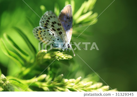 Ololid lady ___ Ololid lady ___ 31329345