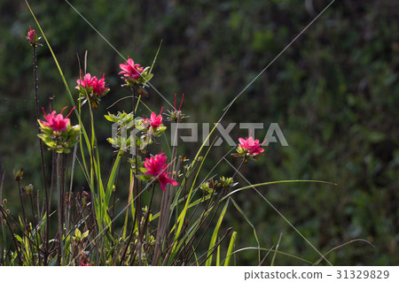 Little Miyama Mashima 31329829