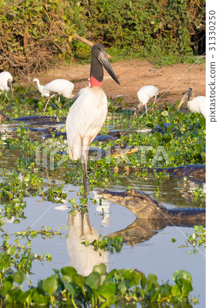 Jabiru stork bird on the nature in Pantanal Jabiru stork bird on the nature in Pantanal 31330250