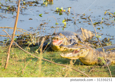 caiman which heats up in the morning sun. 31330251