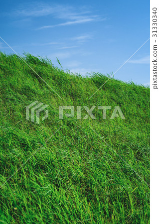 Grassland and blue sky background material 31330340