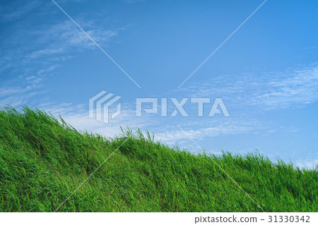 Grassland and blue sky background material 31330342