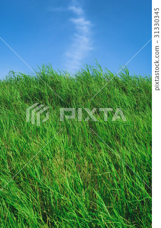 草地與藍天背景素材 31330345