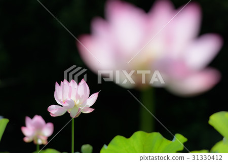 Ancient lotus 31330412