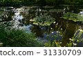 summer lake with water-lily flowers on blue water 31330709