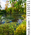 summer lake with water-lily flowers on blue water 31330711