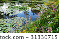 summer lake with water-lily flowers on blue water 31330715