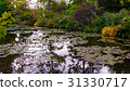 summer lake with water-lily flowers on blue water 31330717