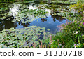 summer lake with water-lily flowers on blue water 31330718