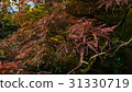 Colorful foliage in the autumn park Autumn leaves 31330719
