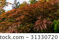 Colorful foliage in the autumn park Autumn leaves 31330720