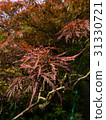 Colorful foliage in the autumn park Autumn leaves 31330721