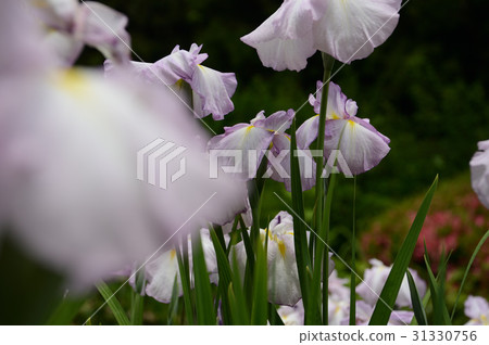 Floral iris in Uwajima City, supple Floral iris in Uwajima City, supple 31330756