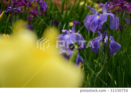 Floral iris in Uwajima City, supple Floral iris in Uwajima City, supple 31330758