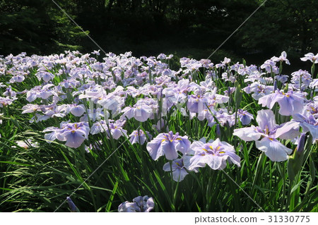 山田池公園村崎的美麗鳶尾花 31330775