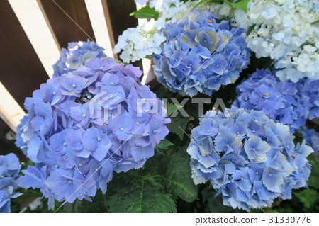 在山田池公園內擺放著美麗的藍色繡球花 31330776