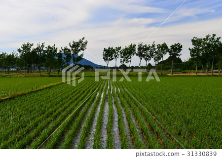 Paddy field and Hasa tree after rice planting 31330839