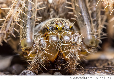 Spider macro 31331035