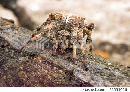 Spider 31331036