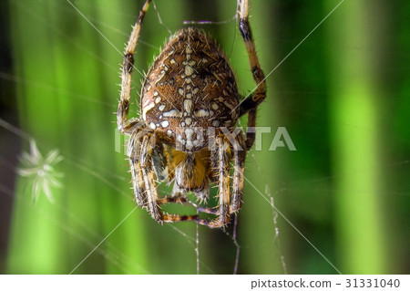 Spider 31331040