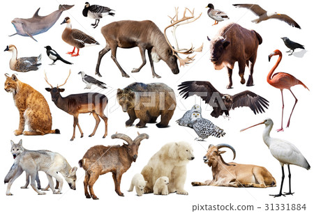 europe animals isolated europe animals isolated 31331884
