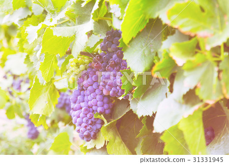 vineyards plant in august day 31331945