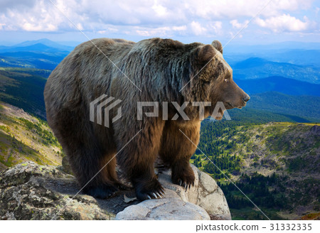 Brown bear 31332335