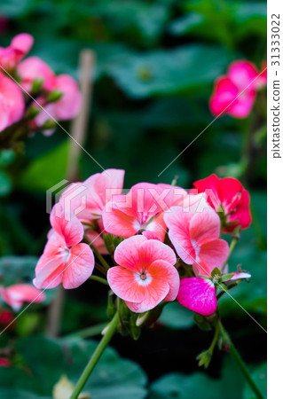 Geranium flower, Pelargonium x hortorum L.H.Bail 31333022