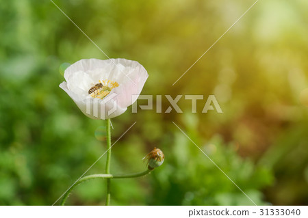 poppy flower with a pollinating bee in garden. poppy flower with a pollinating bee in garden. 31333040