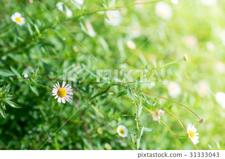 Many white daisies 31333043