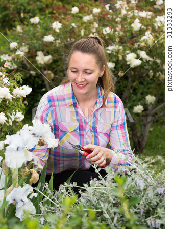 blond woman cuts or trims the bush with secateur in the garden 31333293