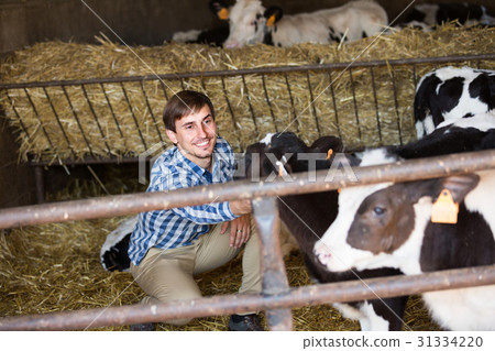man happily stroking cows man happily stroking cows 31334220