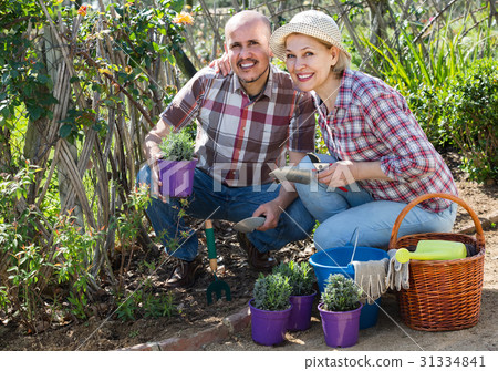 portrait of a lovely couple taking care of green plants in the garden portrait of a lovely couple taking care of green plants in the garden 31334841